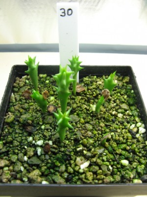 Huernia hystrix 01.jpg