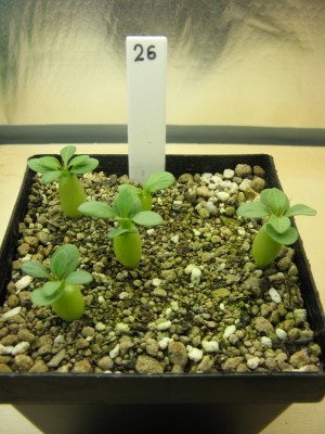 Pachypodium namaquanum 01.jpg