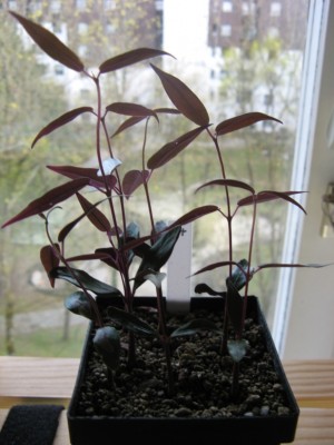Petopentia natalensis 01.jpg