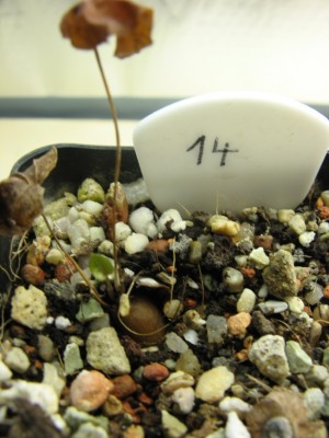 Dioscorea hemicrypta 02.jpg