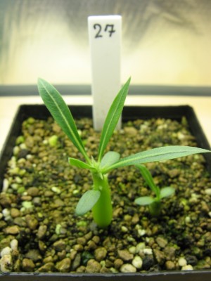 Pachypodium rosulatum 01.jpg