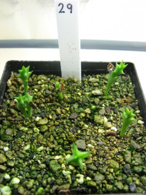 Huernia bayeri 01.jpg