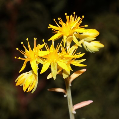 Sedum palmeri 2010-115 (4a).jpg