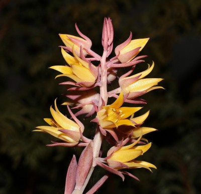 Echeveria ´Golden Towers´ (2a).jpg