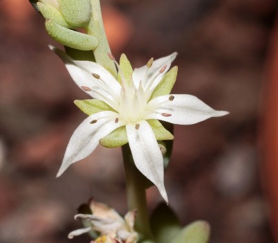 Sedum diffusum (3).jpg