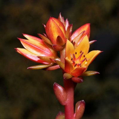 Echeveria multicaulis 2009-40 (2a).jpg