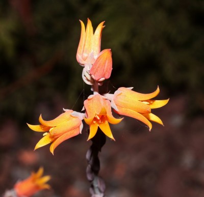 Echeveria diffractens 2010-239 (2a).jpg