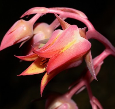 Echeveria fimbriata 2011-67 (2a).jpg