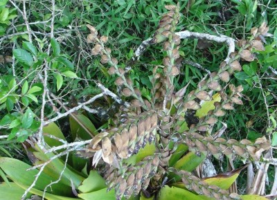7. Unbekannte Bromeliacea, DSC03488.JPG