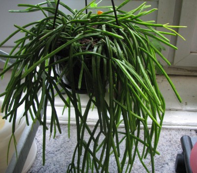 Rhipsalis.jpg