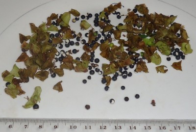 90. Unbekannter Ranker, Trepadora 3 via Cupa, DSC03687.JPG