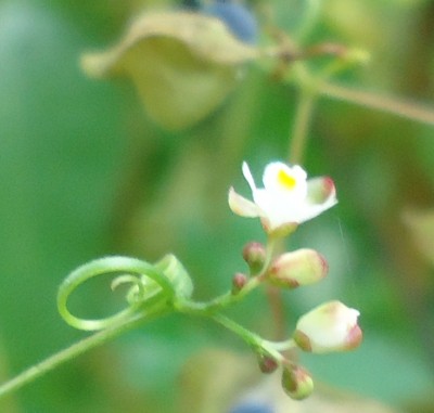 90. Unbekannter Ranker, Trepadora 3 via Cupa, DSC03663.JPG