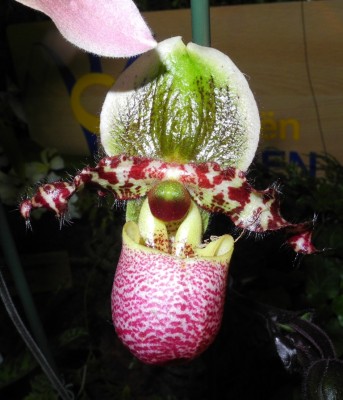 DSCN2778.jpg