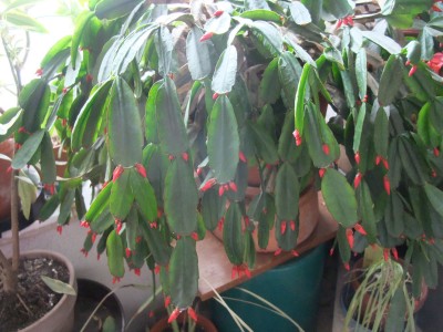 DSCF2265.JPG