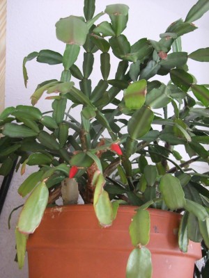 DSCF2264.JPG