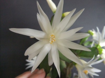 DSCF2263.JPG