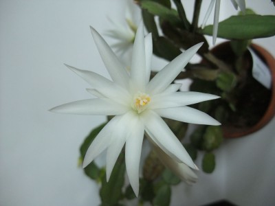 DSCF2249.JPG