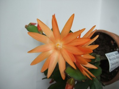 DSCF2247.JPG