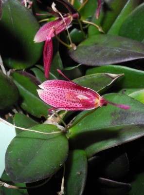 DSCN2793.jpg