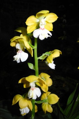 DSCN2784.jpg