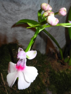 DSCN2907.jpg