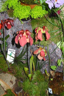 DSCN2813.jpg
