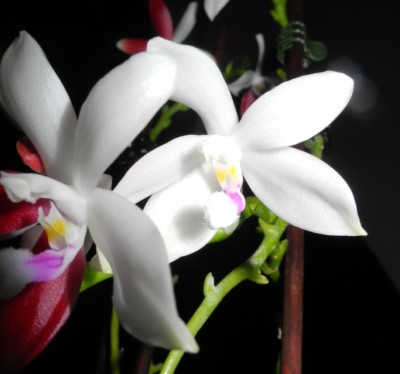 Phalaenopsis Tetraspis C#1_6.jpg