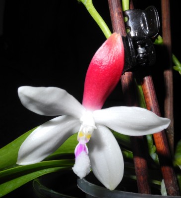 Phalaenopsis Tetraspis C#1_4.jpg