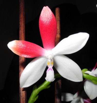 Phalaenopsis Tetraspis C#1_5.jpg