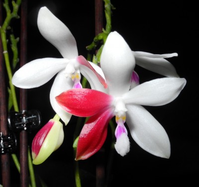 Phalaenopsis Tetraspis C#1_2.jpg