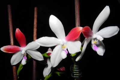 Phalaenopsis Tetraspis C#1_1.jpg