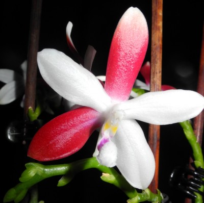 Phalaenopsis Tetraspis C#1.jpg