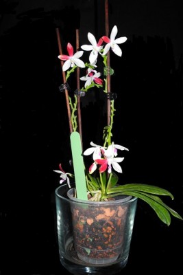 Phalaenopsis Tetraspis C#1_7.jpg