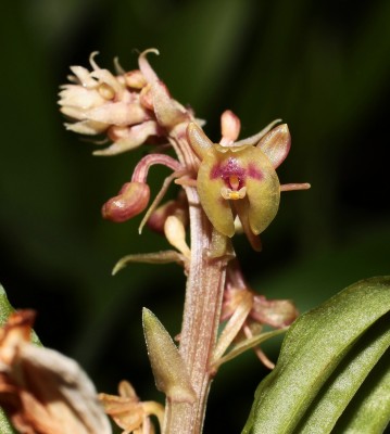 Crepidium acuminatum 2011-44 (1a).jpg