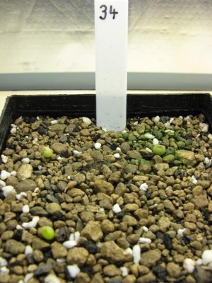 Pseudolithos migiurtinus.jpg