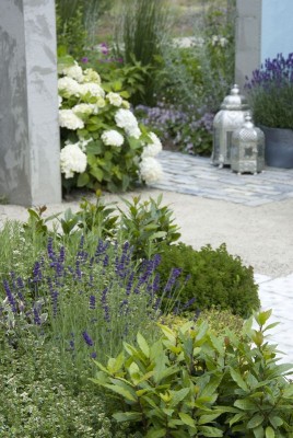 2731-Lavendel.jpg