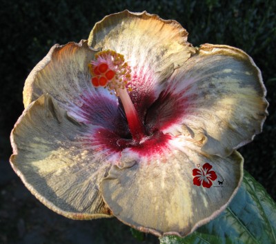 Dark Continent verkl.jpg