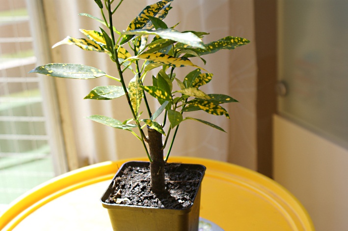 Welche Pflanze ist das? - Kroton  Pflanzenbestimmung & Pflanzensuche   GREEN24 Pflanzen & Garten Forum