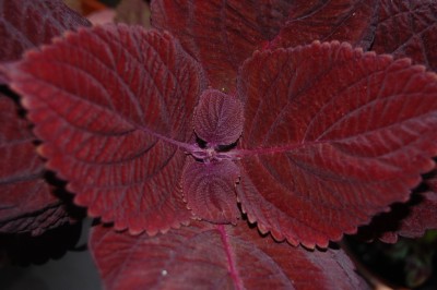 DSC_0007a.jpg