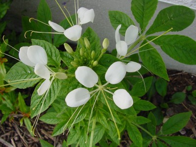 Cleome spinosa.jpg