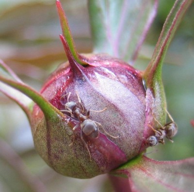 Blüten 012.jpg