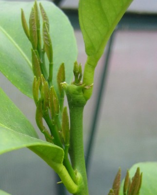 Blüten 004.jpg