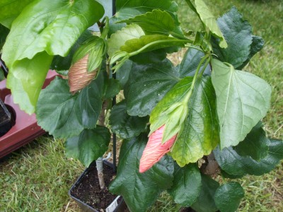 DSCF0585.JPG