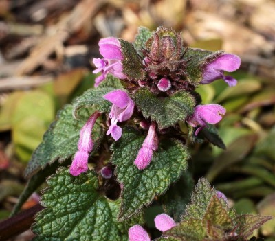 Lamium purpureum (2a).jpg