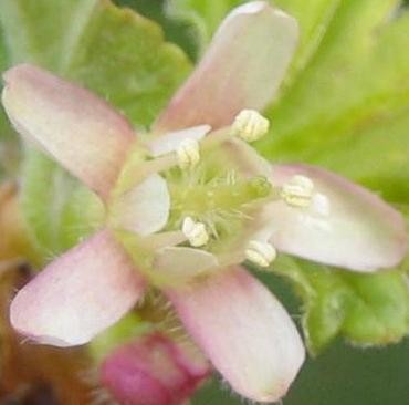 Bild green 24-4 009.jpg