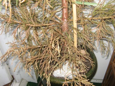 Sequoiadendron giganteum April 2012 - 2.JPG