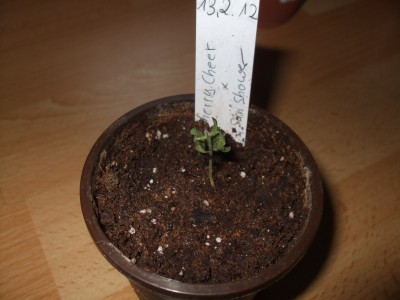 DSCF0590.JPG