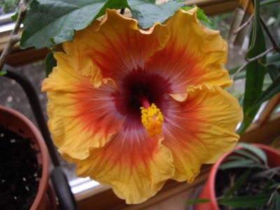 IMGP2907.JPG