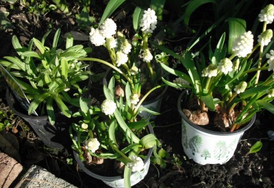 Muscari und Alpenedelweiß.jpg
