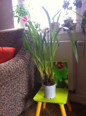 IMG_0725 - Kopie1.jpg